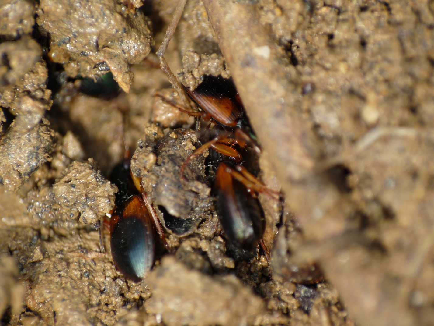 Brachinus? Anchomenus dorsalis